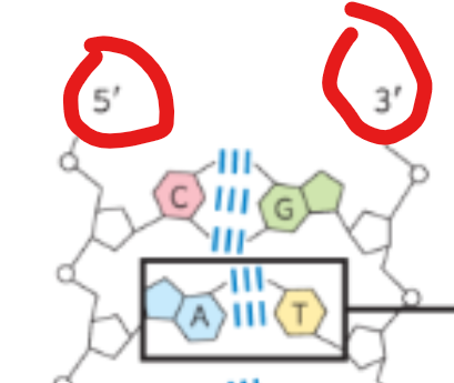 <p>DNA contains two unbranched polynucleotide chains.</p><p>What type of orientation is it </p>
