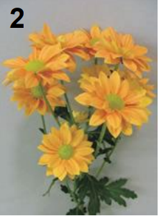 <p>Chrysanthemum</p>