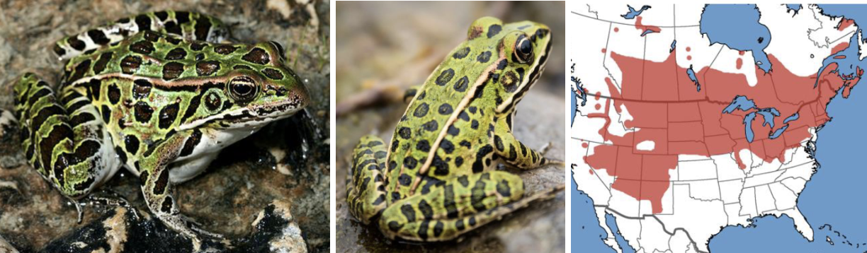 <ul><li><p><span style="background-color: transparent;"><strong>Habitat:</strong> </span><span>marshes, bogs, pond/lake edges, forages far from water in areas with moist vegetation</span></p></li><li><p><span style="background-color: transparent;"><strong>Diet:</strong> </span><span>insects, slugs, snails, earthworms. Larger individuals may eat smaller frogs</span></p></li><li><p><span style="background-color: transparent;"><strong>Characteristics:</strong> smooth, wet, medium sized, slender body, pointed snouts, green to brown skin (can overlap with pickerel frog), </span><span>prominent dark <strong>circular</strong> spots</span></p></li></ul><p></p>