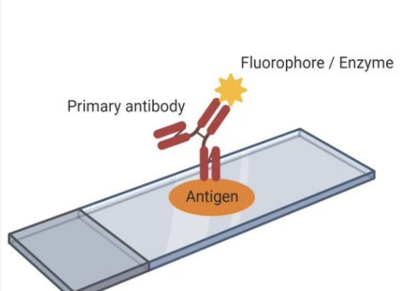<p>Detects antigen directly from sample</p><p>One reagent</p>