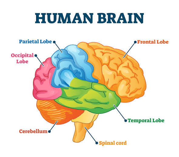 <ol><li><p>occipital — <strong><u>VISUAL</u></strong></p><ol><li><p>perception and interpretation of visual images </p></li></ol></li><li><p>temporal — <strong><u>AUDITORY</u></strong> </p><ol><li><p>perception &amp; interpretation of auditory info</p></li></ol></li><li><p>parietal — <strong><u>SENSORY</u></strong></p><ol><li><p>somatosensory — receives info</p></li><li><p>perception of senses</p></li></ol></li><li><p>frontal — <strong><u>MOTOR</u></strong> </p><ol><li><p>voluntary movements </p></li><li><p>executive reasonings</p></li></ol></li><li><p>insula — <strong><u>VISCERAL RESPONSES</u></strong></p><ol><li><p>deepest layer / on inside </p></li></ol></li></ol><p></p>