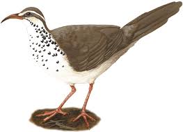 <p>Mesitornithiformes</p>