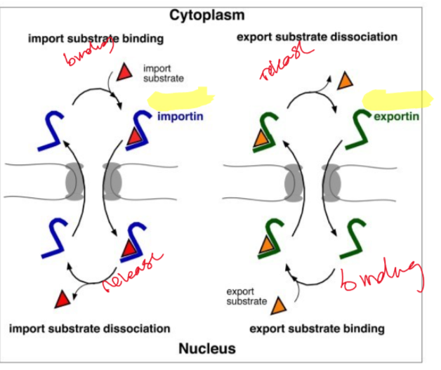 <p>RanGTP transport receptor,  low affinity for RanGTP, cooperative binding with RanGTP and export substrate to allow export of RanGTP, GTP conversion causes dissociation and exportin returns to nucleus</p>
