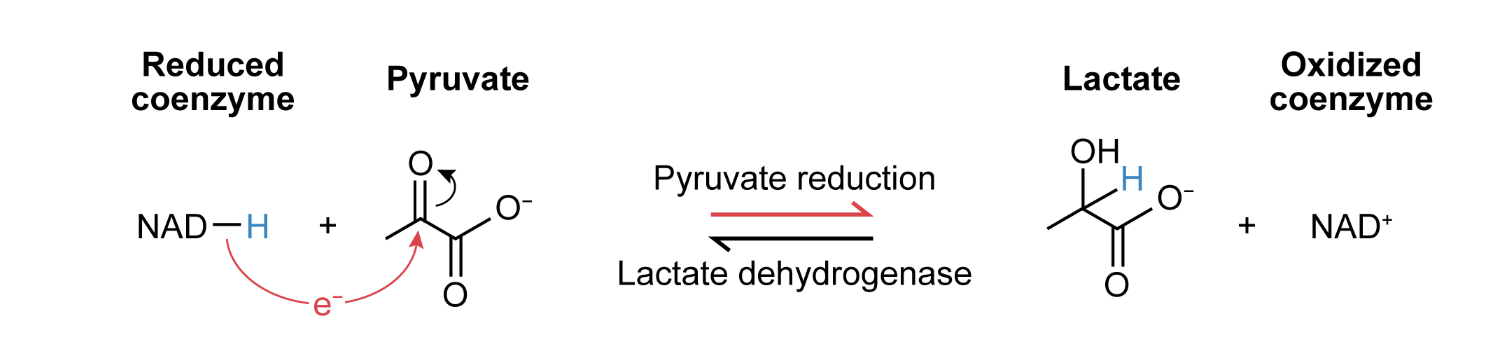 <p>lactate DH catalyze pyruvate→[H]→lactate</p><p>electrons needed provided by [O] of NADH→ NAD+</p><p>occurs in absence of mitochondria</p>