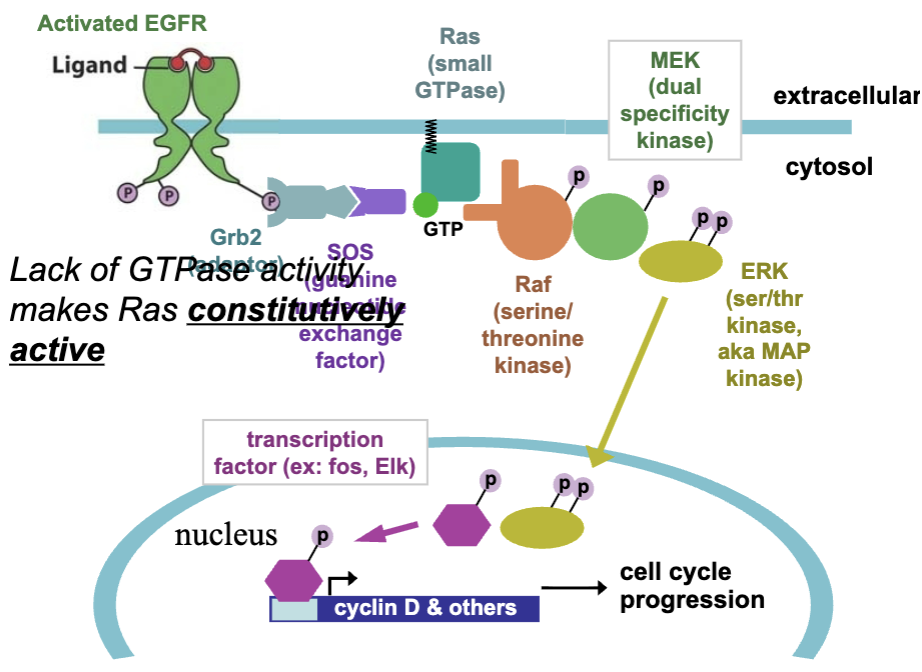 <ul><li><p>cell cycle progression</p></li></ul><p></p>