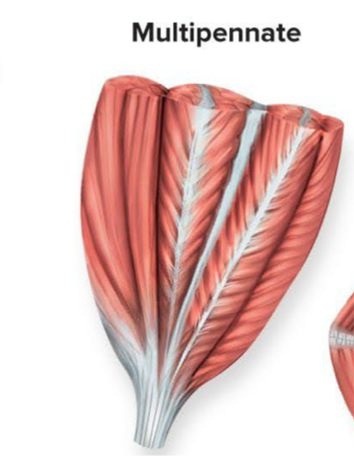 <p>Fascicles attach to multiple tendons within the muscle and are arranged in several feather like sections → ex: deltoid</p><ul><li><p>Think of many feathers bundled together</p></li></ul><p></p>