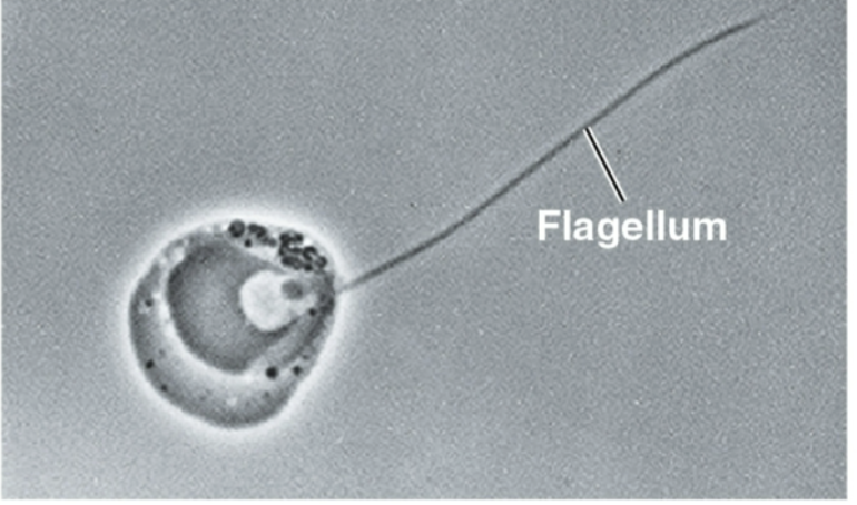 <p>Flagellated spore found in chytrid fungi and some protists</p>