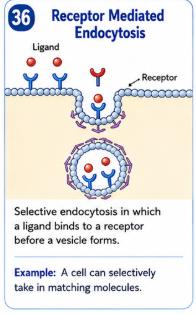 <p>Selective endocytosis in which a ligand first binds to a specific membrane receptor before a vesicle forms. </p>