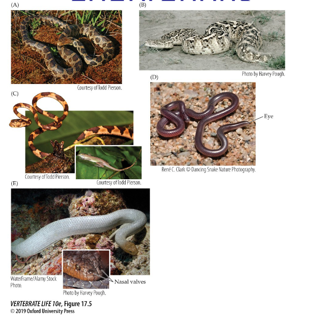 <p>suborder serpentes</p><p>24 families, about 3000 species</p><ul><li><p>probably evolved from a subterranean (underneath earth) lineage of lizards</p></li><li><p>range in size and body form</p></li></ul><p>fossorial species have really reduced eyes since they’re subterranean, some have venom with specialized retractable teeth</p>