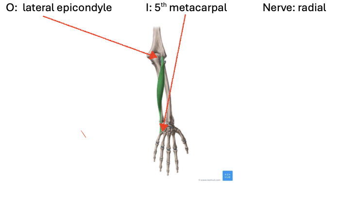 <ul><li><p>O: lateral epicondyle</p></li><li><p>I: 5th metacarpal</p></li><li><p>N: radial</p></li></ul><p></p>