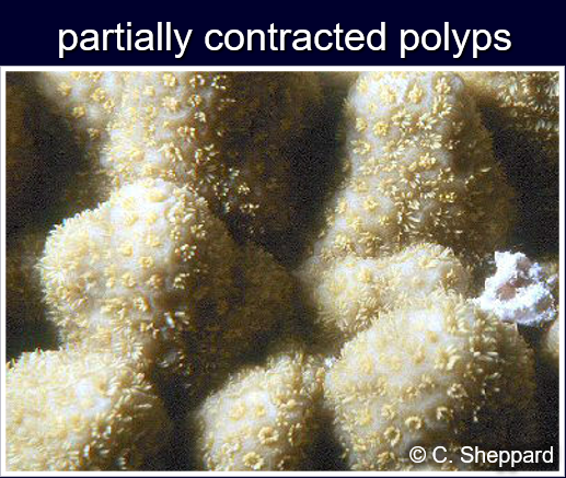 <p>Stony corals have soft polyps above a stony (calcareous) skeleton. Most reef-building corals form colonies of interconnected polyps.</p><p>The shapes, sizes and colour of the polyps and colonies are used to help identify corals.</p>
