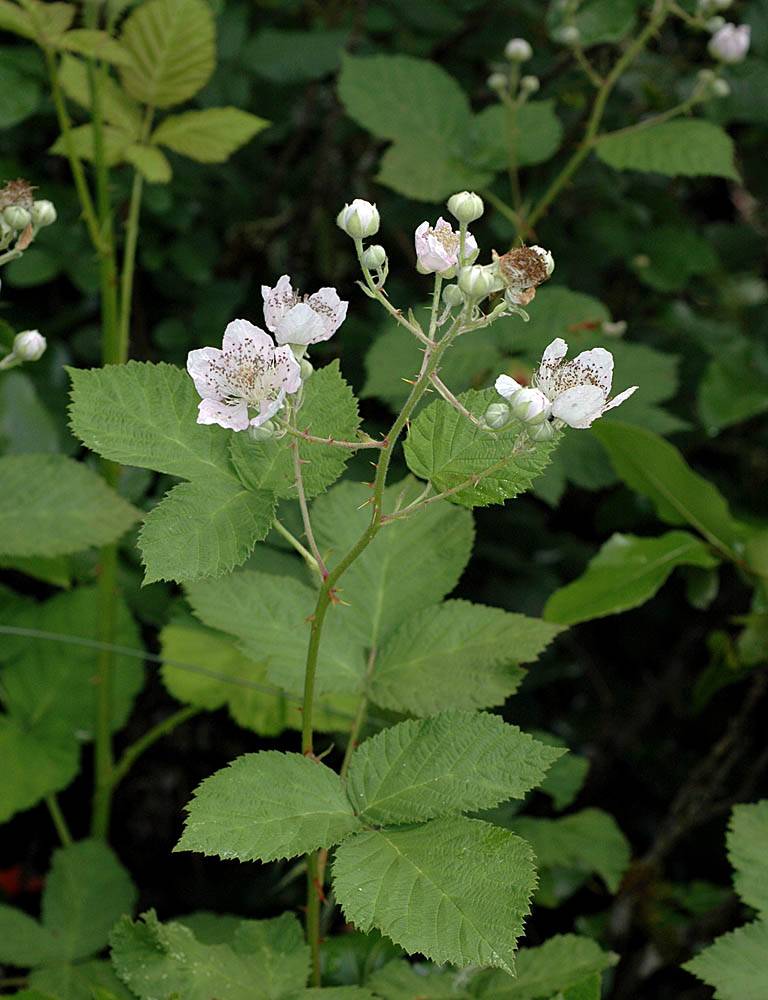 <p><em>Rubus bifrons </em>(<em>armeniacus, </em>and<em> laciniatus</em>)</p>