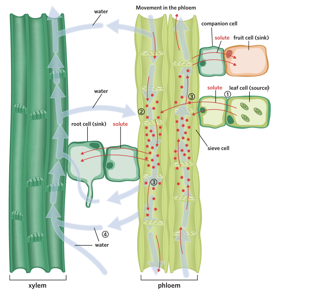 <p>what are the steps of translocation of glucose?</p>