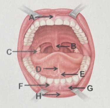 <p>F</p>