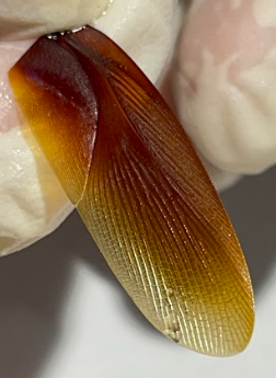 <p>ID wing veins</p><p>costa</p><p>subcosta</p><p>radius</p><p>media</p><p>cubitus</p><p>anal</p><p>jugal</p><p>cross vein</p>