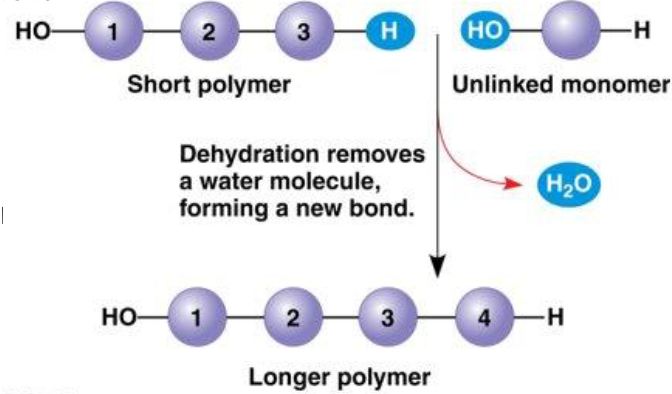 <p>Two monomers are linked together and water is produced/removed.</p>