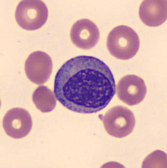 <p>Nucleus: circular-shaped</p><p>No nucleoli present</p><p>Granules: specific secondary granules present</p><p>last stage of myeloid cell division</p>