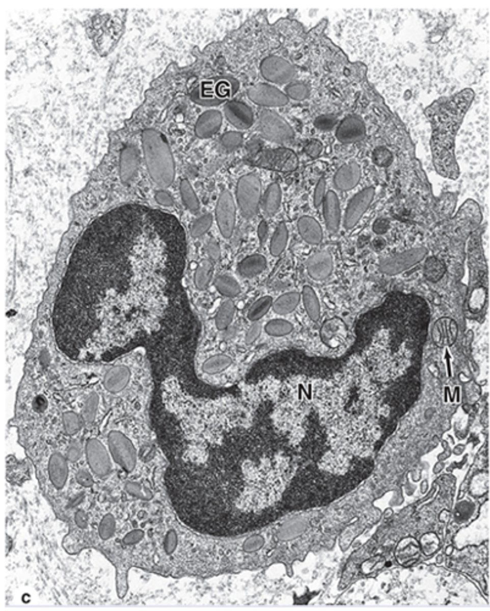 <p>What is the function of eosinophil granules in parasitic infections?*****</p>
