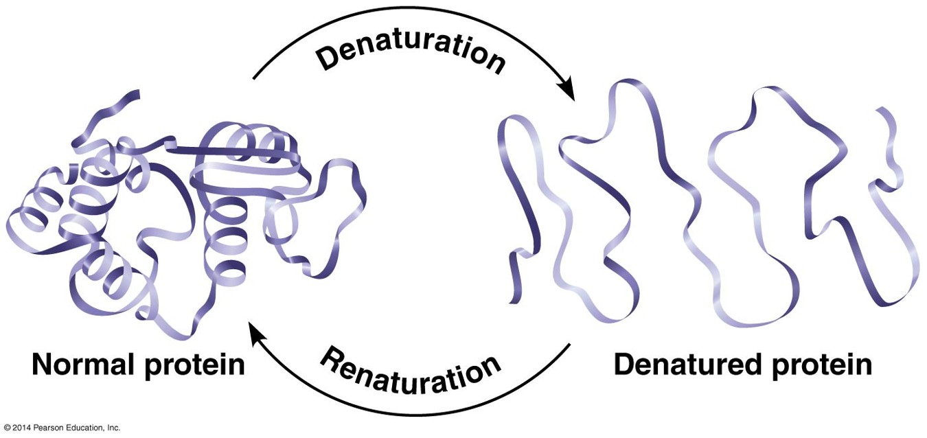 <ul><li><p><span style="font-family: "Times New Roman";">The loss of the native shape of a protein</span></p></li><li><p><span style="font-family: "Times New Roman";">Structure </span>à<span style="font-family: "Times New Roman";"> function</span></p></li></ul><p><span style="font-family: "Wingdings 3";"> }</span><span style="font-family: "Times New Roman";"> loss of shape means loss of function</span></p><ul><li><p><span style="font-family: "Times New Roman";">Caused by any environmental factor that disrupts the interactions</span></p></li></ul><p><span style="font-family: "Wingdings 3";"> }</span><span style="font-family: "Times New Roman";">Change in pH (why buffers are important)</span></p><p><span style="font-family: "Wingdings 3";"> }</span><span style="font-family: "Times New Roman";">Change in salt concentration</span></p><p><span style="font-family: "Wingdings 3";"> }</span><span style="font-family: "Times New Roman";">Increase in temperature (egg white)</span></p>