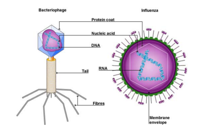 <p><strong><u>Size:</u></strong></p><ul><li><p>Virus can vary widely in size, shape and genomic content </p></li><li><p>They are the <u>smallest</u> infectious agents</p></li><li><p>Most of them range between <u>20 to 300 nm</u> in size and hence require examination by <u>electron microscopy (EM)</u></p></li></ul><p></p><p><strong><u>Basic Structures:</u></strong></p><ul><li><p><u>Genome → DNA or RNA</u></p><ul><li><p>Present in all virus</p></li></ul></li><li><p><u>Protein coat (capsid protein)</u> </p><ul><li><p>Comprise of protein subunits, capsomeres</p></li><li><p>Present in all virus</p></li></ul></li><li><p><u>Envelope</u> </p><ul><li><p>Comprise of phospholipids from host cell </p></li><li><p>Only animal virus can have envelope</p></li></ul></li><li><p><u>Enzymes</u></p></li></ul><p></p>