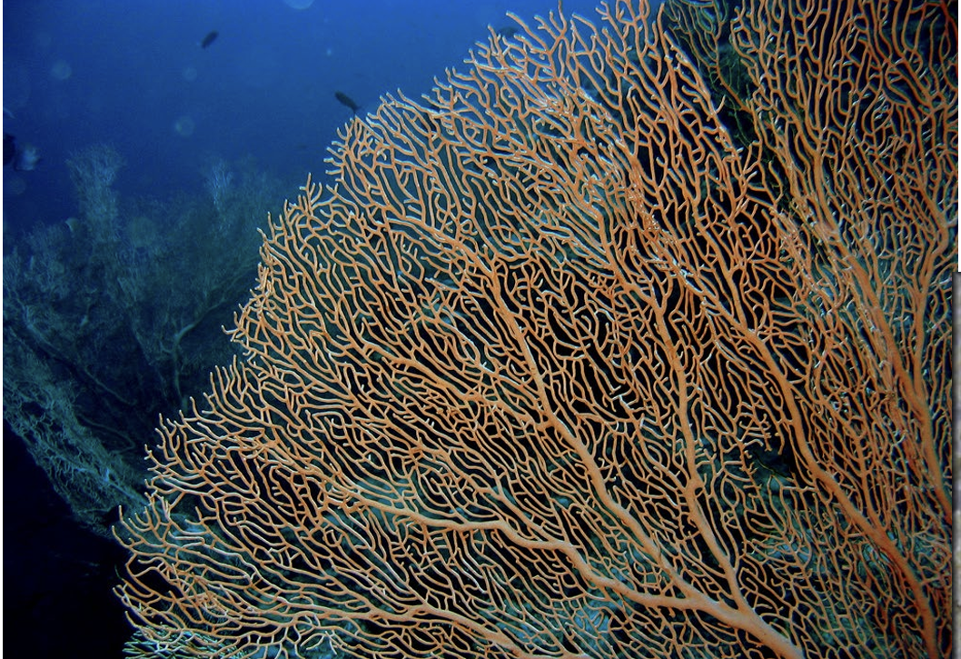 <p>What is the Class, Phylum, and Kingdom of the Gorgonian corals??</p>