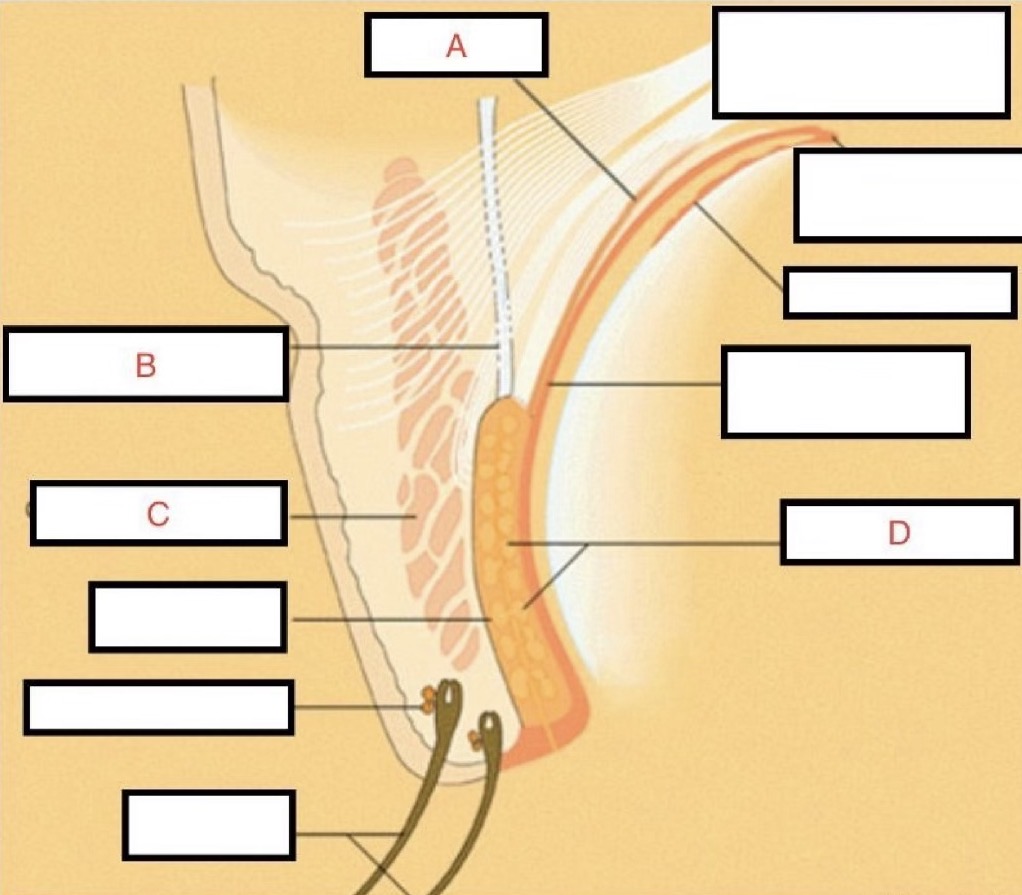 <p>À quelle lettre correspond le septum orbitaire ?</p><p></p><p>A. A</p><p>B. B</p><p>C. C</p><p>D. D</p>