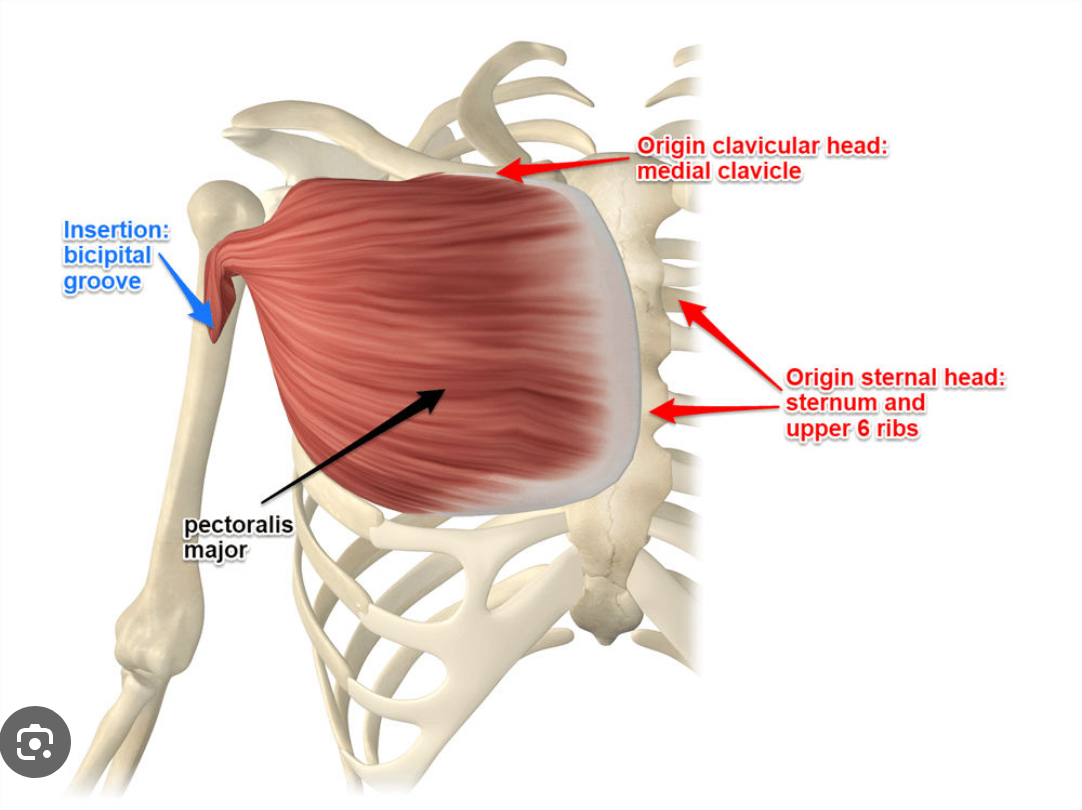 <p>pectoralis major</p>
