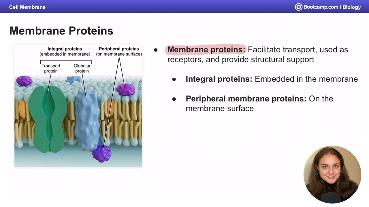 <p>Facilitate transport, used as receptors, and provide structural support</p><p></p><p>Transport reception support</p>