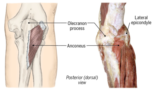 <p>anconeus </p>