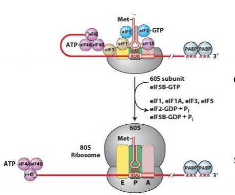<p>Describe translation initiation in eukaryotes</p>