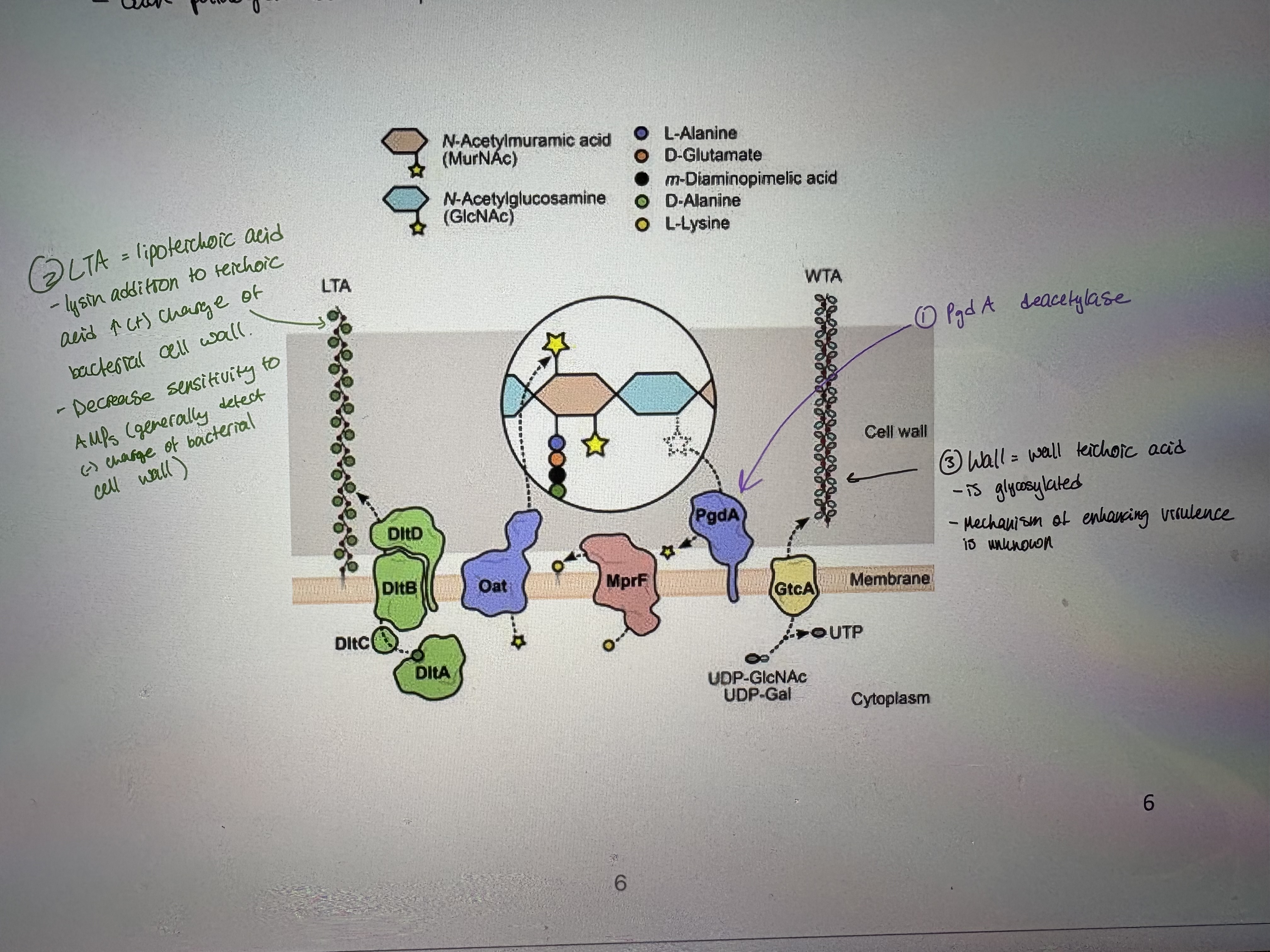 <p>- Gram (+). Causes listeriosis: a serious infection usually caused by eating contaminated food</p><p>- An estimated 1,600 people get listeriosis each year, and about 260 die. The infection is most likely to sicken pregnant women and their newborns, adults aged 65 or older, and people with weakened immune systems.</p><p>- Is an intracellular pathogen. </p><ul><li><p>can grow at 0-37 degrees (thermotolerant)</p></li><li><p>Present in soft cheeses and unpasteurized milk</p></li><li><p>Can survive w/in phagocytes</p></li><li><p>Attaches to host cell via D-galactose surface or cell surface</p></li></ul><p>- The structure of Listeria monocytogenes (Lm) peptidoglycan (PG) has been recently characterized</p><p>- Has unusal immune evasion strategy against NLRs (NOD-like receptors)</p><ul><li><p>50% of NAG is replaced w/ glucosamine = deacetylation </p></li><li><p>Allowed evasion of detection by NODs</p></li><li><p>previous to this → L.m. had a PG adaptation to allow evasion of NOD2, but this chnage made it sensitive to NOD1 </p></li><li><p>secondary evasion of NOD1 involved deacytlation </p></li></ul><p>- To evade recognition and targeting by the host immune system, L.m. expresses surface proteins specialized in the introduction of fine modifications in cell envelope components (see pic)</p><ul><li><p>Each pathogen has multiple evasion strategies </p></li></ul><p></p><p></p>