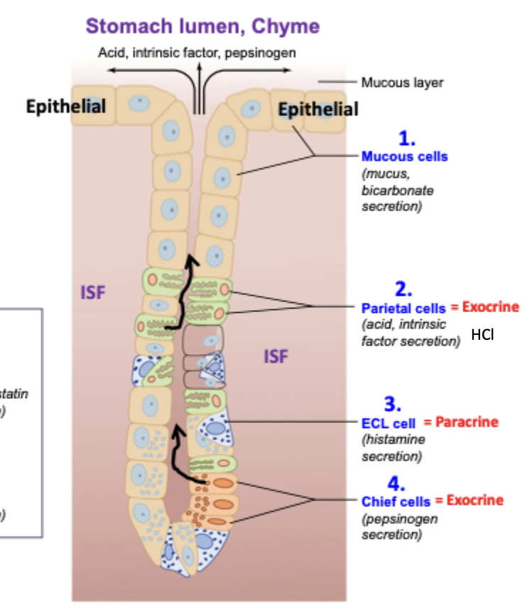 <p>Mucous, parietal, ECL, chief, D, G</p>