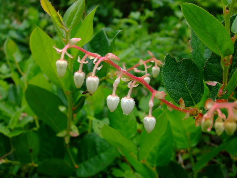 <p>Gaultheria shallon</p>