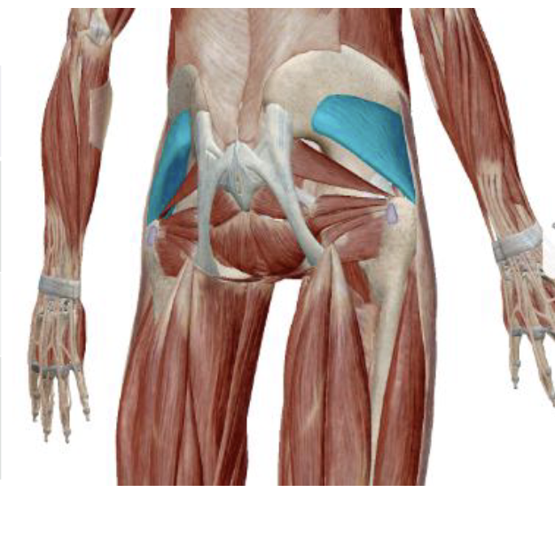 <p>which muscle and action is this</p>