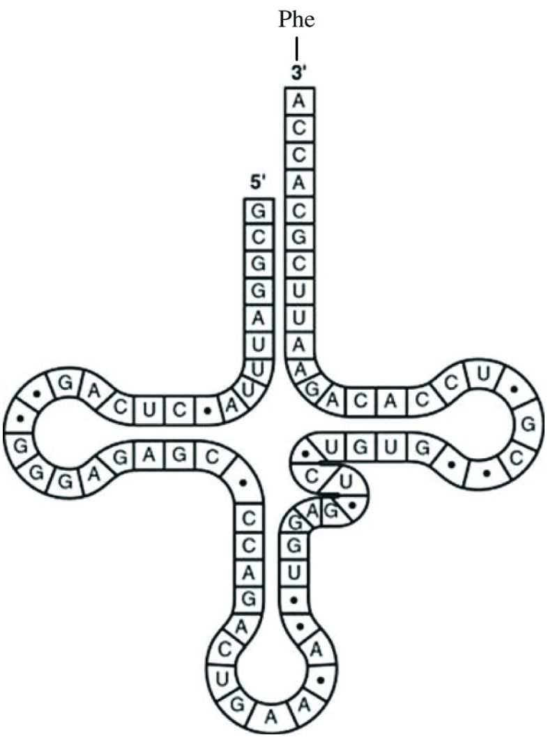 <p>What type of bonding is responsible for maintaining the shape of the tRNA molecule shown in the figure? 39) ______</p><p>A) hydrogen bonding between base pairs</p><p>B) peptide bonding between amino acids</p><p>C) ionic bonding between phosphates</p><p>D) van der Waals interactions between hydrogen atoms</p>