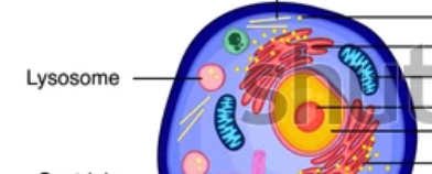 <p>Lysosome</p>