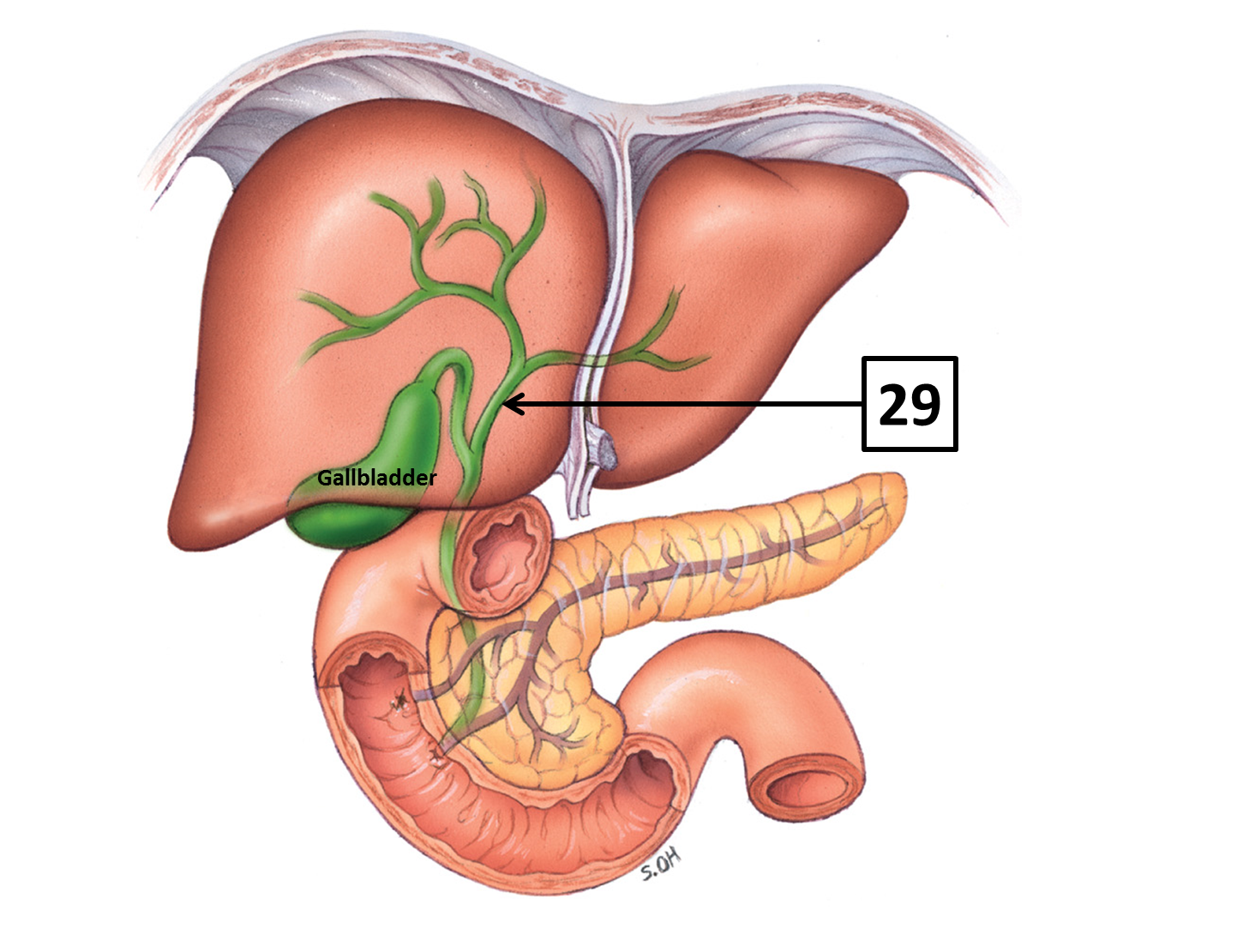 <p>Name and function</p>