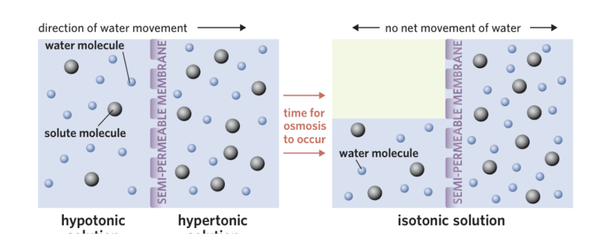 <p><span style="background-color: transparent;"><strong> Hypertonic environment (</strong>extracellular fluid -high solute concentration)</span></p><ul><li><p><span style="background-color: transparent;">Water moves out of cells via osmosis</span></p></li><li><p><span style="background-color: transparent;">Cells shrink (crenate)</span></p></li><li><p><span style="background-color: transparent;">→ cannot function properly</span></p></li></ul><p><span style="background-color: transparent;"><strong> Hypotonic environment (</strong>the extracellular fluid-low solute concentration,)</span></p><ul><li><p><span style="background-color: transparent;">Water moves into cells</span></p></li><li><p><span style="background-color: transparent;">Cells swell / may burst</span></p></li></ul><p><span style="background-color: transparent;"><strong> Isotonic (ideal)</strong></span></p><ul><li><p><span style="background-color: transparent;">Equal solute concentration</span></p></li><li><p><span style="background-color: transparent;">→ no net water movement</span></p><img src="https://assets.knowt.com/user-attachments/70eae083-6945-4bec-87d8-f4e864d5dfb1.png" data-width="100%" data-align="center"></li></ul><p></p>