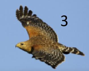 <p>rufous shoulders; black/white primaries, secondaries, rectrices</p>
