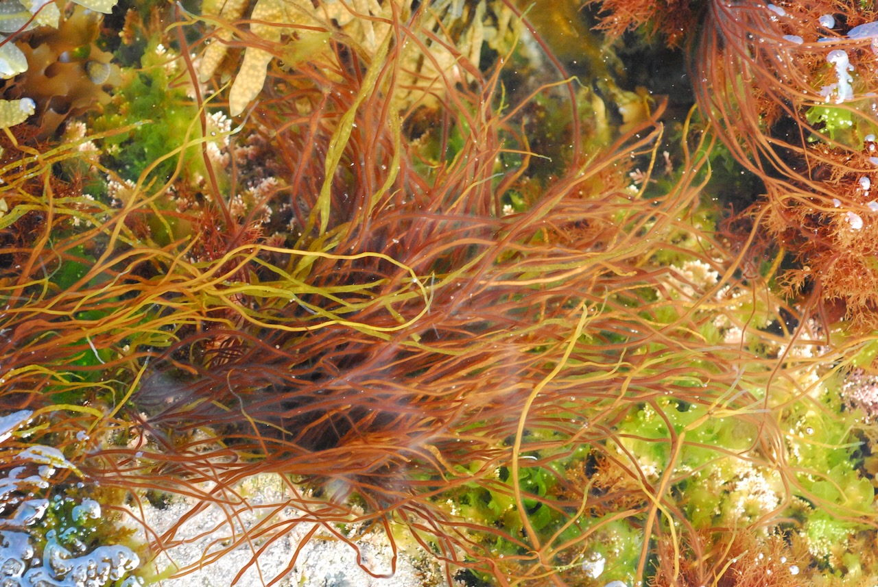 <p>red algae (rhodophyte)</p><p>spagetti </p>