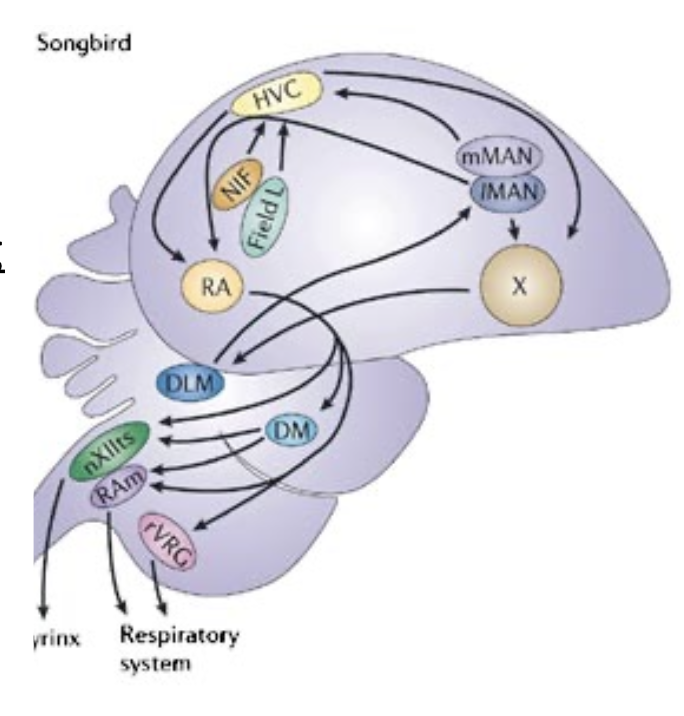 <ul><li><p>Two critical pathways: song production and song learning</p></li><li><p>HVC (high vocal center) is central to both pathways</p></li><li><p>HVC to RA (robust nucleus of arcopallium) to DM wiring triggers song production</p></li><li><p>Field L (auditory input), is wired to HVC so birds can adjust their song production according to what they hear (song learning)</p></li></ul><p></p>
