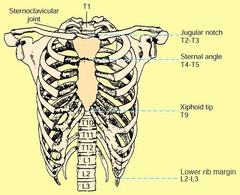 <p>- Jugular Notch: T2-T3</p><p>-Sternal Angle: T4-T5</p><p>-Xiphoid Tip: T9</p><p>-Inferior Rib Angle: L2-L3</p>