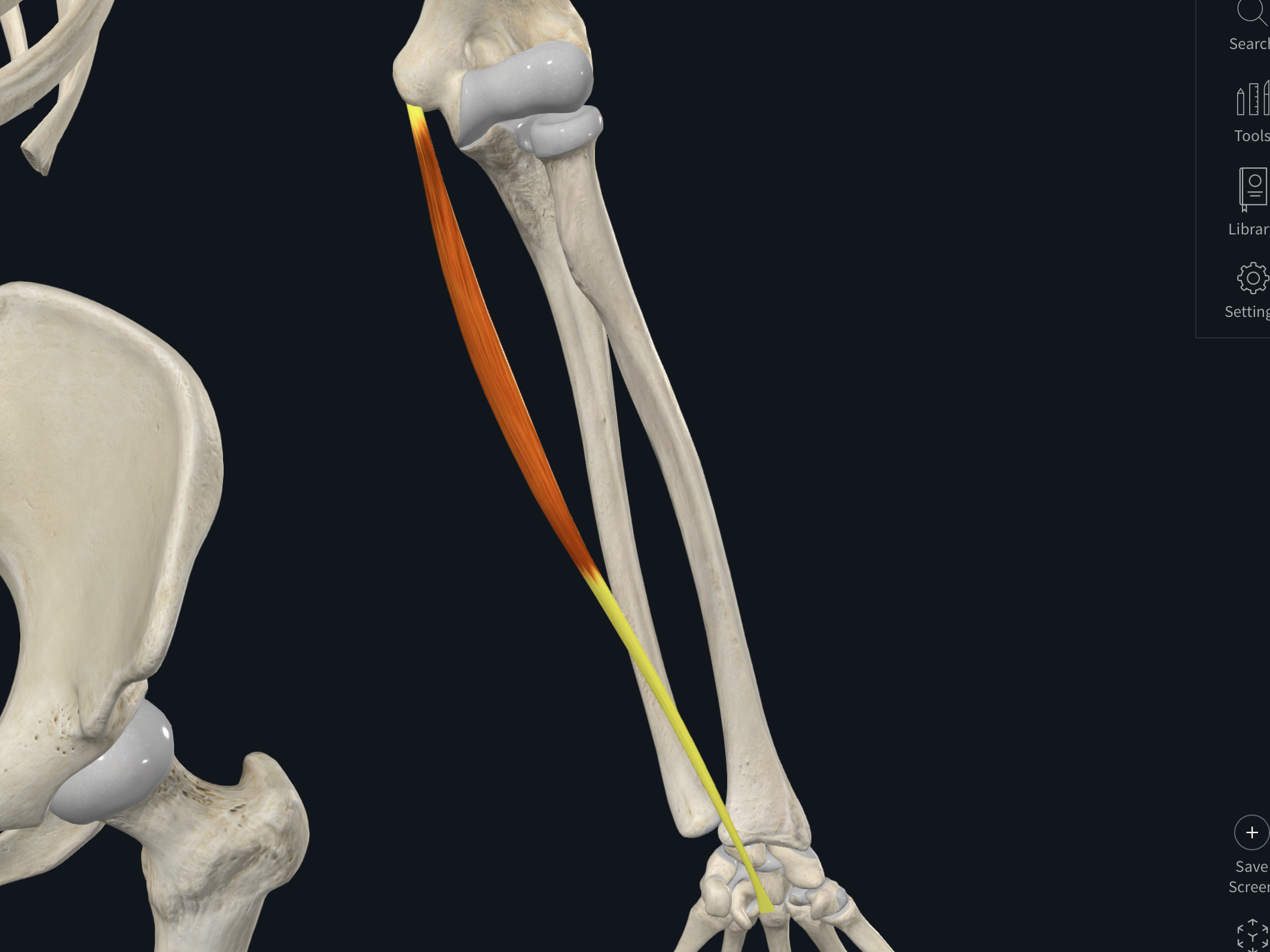 <p>&nbsp; · Origin: Medial epicondyle of humerus</p><p>&nbsp; · Insertion: Flexor retinaculum and palmar aponeurosis</p><p>&nbsp; · Nerve Supply: Median</p><p>&nbsp; · Action: Flexes hand</p>