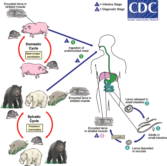 <ul><li><p>Contracted via undercooked pork containing encysted larvae </p></li><li><p>Two host life cycle </p></li></ul><ol><li><p>Larvae are released from cysts after exposure to gastric acids</p></li><li><p>Larvae invade the small bowel mucosa and develop into adult worms </p></li><li><p>Females release larvae that migrate to striated muscles where they encyst </p></li></ol><p></p>