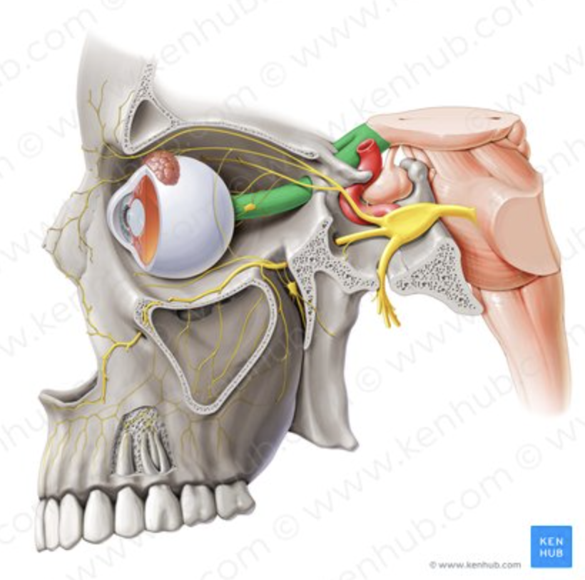 <p>Carries visual signals to brain.</p>