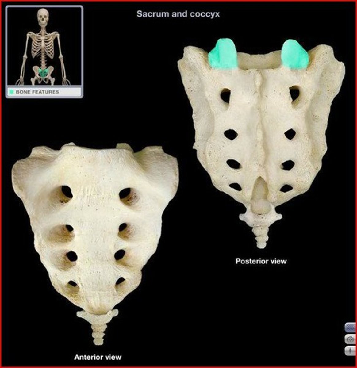 <p>Joint with L5</p>