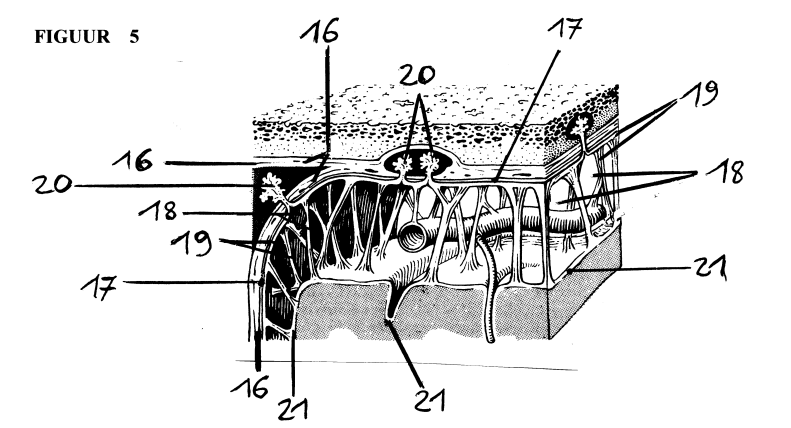 <p>21</p>