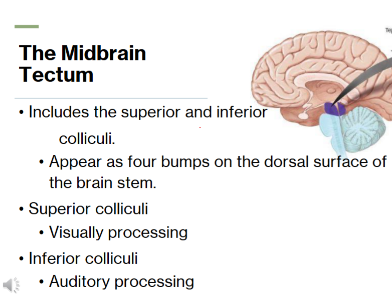 <p>Superior - visually processing<br>Inferior - auditory processing </p>