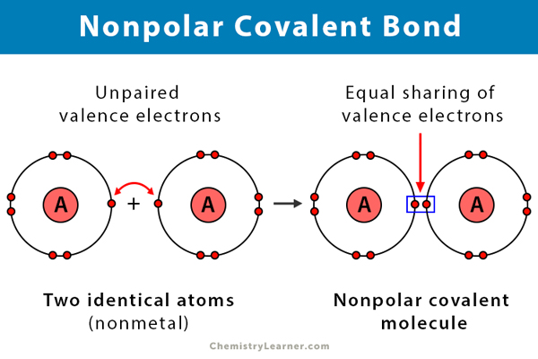 <p>Equal sharing of electrons, no charge (O = O)</p>