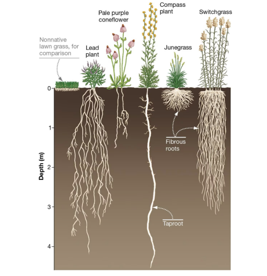 <p>root system that is shallow and fast absorbing </p>